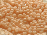 TOHO Round Beads 11/0 - 763 Opaque Pastel Frosted Apricot (50g Vorteilspack)
